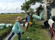 Babinsa Turut Panen Padi, Puasa Ramadan Tak Menjadi Halangan