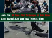 Lebih dari 50 Paus Pilot Terdampar di Rote Ndao: Alarm Ekologis bagi Laut Nusa Tenggara Timur