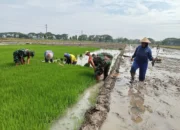 Babinsa Desa Pilangsari Bersama TNI Dorong Percepatan Masa Tanam Padi di Sragen