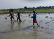 Babinsa Jatitengah Turun ke Sawah Bantu Petani Tanam Padi, Dorong Ketahanan Pangan di Sragen