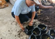 Budidaya Pinang Batara di Malaka, Perkuat Tradisi Sambut Tamu Sekaligus Dorong Ekonomi Warga