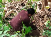 Mantan Kades Maluriwu Ajak Warga Kembangkan Kakao, Uji Peluang Komoditas Baru di Wilayah Pesisir