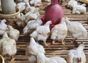 Ditengah Sulitnya Lapangan Pekerjaan Saat Ini Wirausaha Jalan Terbaik Untuk Menopang Kebutuhan Hidup  Maumere, Breakingnewspost. Id  Di tengah sulitnya memperoleh lapangan kerja Wirausaha jalan terbaik untuk menopang kehidupan ekonomi agar dapur terus mengepul.    Begitulah yang dirasakan oleh Yanuarius Haryanto dengan sapaan sehari – hari Ary.  Mantan Fasilitator program PNPM – GSC Kabupaten Belu Timor ini mengatakan bahwa pada awalnya ia melihat peluang terhadap usaha ayam pedaging ( broiler) cukupmenjanjikan.  Merujuk pada kebutuhan daging ayam di Kabupaten  Sikka sangat tinggi akhirnya beliau mengambil langkah untuk memulai usaha ayam pedaging ini ( broiler).   Usahanya dimulai dari tahun 2013  dengan  Lokasi usahanya berada di Desa Manubura, Kecamatan Nelle, Kabupaten Sikka. NTT.   Awalnya, kapasitas kandang hanxya dapat memuat 1.500 ekor ayam.. Dengan ukuran kandang 6 x 30 meter persegi.   “Modal awal usahanya dari tabungan pribadi selama ia bekerja. Dalam proses perjalanannya mengalami perkembangan yang sangat baik. Akhirnya kandang diperluas dgn ukuran 6 x 40 meter persegi dan kapasitas nya di tambahkan menjadi 2.500 s/d 2.600 ekor, ” kata Ary Sabtu ( 28/3/2026).  Ary juga mengakui selama usaha ini berjalan banyak suka duka yang telah dilaluinya.   “Selain mendapatkan keuntungan yang menggiurkan ada juga kendala lain diantaranya.. Terjadinya keterlambatan panen akibat dari  permintaan pasar menurun dan faktor force major lainnya seperti perubahan cuaca.bencana alam dan lainya, ” terang Ary.   Dia menjelaskan biasanya permintaan pasar agak menurun di bulan Januari, Februari, dan Maret. Setelahnya mulai baik… Terlebih di setiap momen hari raya. Permintaan akan daging ayam cukup tinggi di kabupaten Sikka.  Dari usaha ayam pedaging ini. Akhirnya ia bisa memperbaiki kondisi ekonomi keluarganya. Dapat menyekolahkan anak, bahkan mampu membeli 1 unit mobil untuk mendukung operasional kandang.   Harapan  kedepannya masyarakat lebih memilih konsumsi ayam pedaging lokal . Karna terjamin kualitas dagingnya.  Ary Maumere