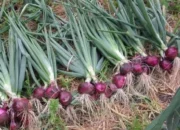 Kepala Desa Abbanuange Buhari Dorong Penguatan Komoditas Jagung, Bawang Merah, dan Lombok