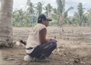 Petani Desa Abbanuange Tertekan Cuaca Tak Menentu, Ancaman Paceklik Mulai Dikhawatirkan