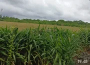 Program Pertanian di Lapas Kupang Cetak Kemandirian Warga Binaan