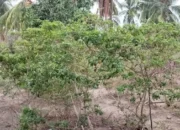 Petani Abbanuange Hadapi Cuaca Tak Menentu dan Fluktuasi Harga, Dukungan Dinilai Belum Optimal