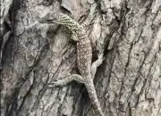 Komodo Kecil Masuk Pemukiman Warga: BBKSD NTT Turun Tangan