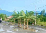Jalan Poros Bolong Lamasi Viral, Lubang Tergenang Air Bikin Resah, Warga Tanami Pohon Pisang: “Sudah Bisa Jadi Tempat Lepas Ikan