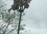 Pohon Lontar Bercabang Lima di Pulau Solor, Simbol Keunikan Ekologis dan Nilai Budaya Flores Timur