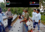 BumDes Tanah Bunga Sejahtera Tanam 7.000 “Emas Merah”, Harapan Baru Ekonomi Desa Wolomotong