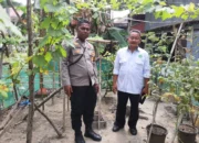 Bhabinkamtibmas Polsek Banggae Sambangi Petani, Pastikan Kebun Tomat Tumbuh Subur di Simullu