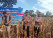 Panen Raya Jagung Serentak di Luwu, Kades Libukang Sebut Sinergi Jadi Kunci Ketahanan Pangan