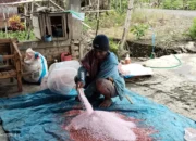 Pasokan Pupuk Subsidi di Lilirilau Disorot, Ribuan Hektare Lahan Jagung Dinilai Tak Seimbang dengan Distribusi