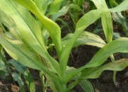 Jagung Menguning di Abbanuange, Petani Harap Penyuluh dan POPT Segera Turun ke Lapangan