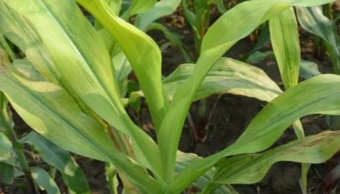 Jagung Menguning di Abbanuange, Petani Harap Penyuluh dan POPT Segera Turun ke Lapangan
