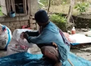 Lahan Jagung 10.000 Hektare, Pasokan Pupuk Subsidi di Lilirilau Dinilai Belum Memadai