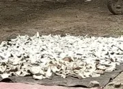 Petani Abbanuange Pertanyakan Mekanisme Tata Niaga Kopra