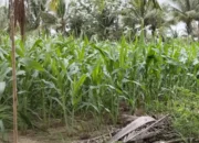 Di Balik 10 Ribu Hektare Jagung Lilirilau, Petani Soppeng Bergulat dengan Harga dan Distribusi Pupuk