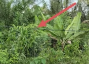 Keselamatan Petani Terancam, Kabel Terjuntai di Lamosila Belum Tersentuh Perbaikan