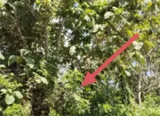 Kabel Terjuntai di Gunung Jaya Picu Kekhawatiran, Warga Pertanyakan Pengawasan dan Respons Pihak Terkait