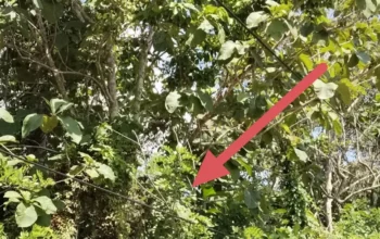Kabel Terjuntai di Gunung Jaya Picu Kekhawatiran, Warga Pertanyakan Pengawasan dan Respons Pihak Terkait