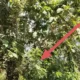 Kabel Terjuntai di Gunung Jaya Picu Kekhawatiran, Warga Pertanyakan Pengawasan dan Respons Pihak Terkait