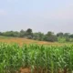 PETANI MENJERIT DI TENGAH KETIDAKPASTIAN: TATA KELOLA PERTANIAN SOPPENG DISOROT