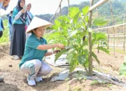 Bangun Ketahanan Pangan Keluarga, Istri Bupati Sikka Perkuat Sinergi Bersama Petani Milenial
