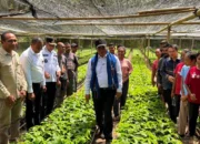 Dampingi Kunker Mentan Amran di Alor, Wagub Johni Asadoma : “Kita Ubah Nasib Masyarakat Lewat Pertanian