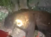 Beruang Terjerat Perangkap di Perkebunan Koto Baru, Jantan Kabur ke Hutan; Warga Diminta Waspada