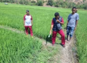 Petani Magepanda Sikka Ditemukan Meninggal di Pematang Sawah