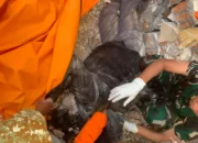 Tim SAR Gabungan Evakuasi Korban Gempa M7,7 di Maumere, Satu Meninggal