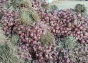 Produksi Bawang Merah Abbanuange Belum Maksimal, Rudiandi CFLE Dorong Evaluasi dari Lapangan