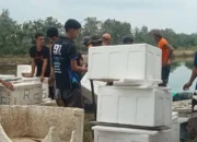 Panen Bandeng Di Tambak Masnur Lamasi Pantai, Hari Pertama Capai 35 Box Dengan Total 1,66 Ton
