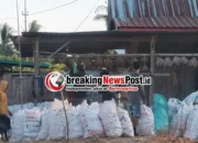Harga Jagung Abbanuange Tembus Rp5.200, Pupuk Subsidi Masih Dikeluhkan
