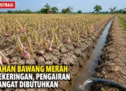 Kemarau Melanda, Aktivis Hukum Soroti Kebutuhan Pompa Air Petani Bawang Merah di Peppa’e