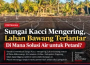 Sungai Kacci Mengering, Lahan Bawang Terlantar: Di Mana Solusi Air untuk Petani?