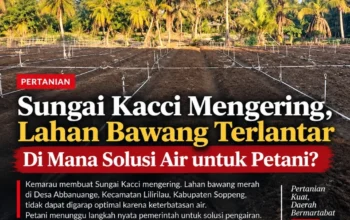 Sungai Kacci Mengering, Lahan Bawang Terlantar: Di Mana Solusi Air untuk Petani?