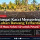 Sungai Kacci Mengering, Lahan Bawang Terlantar: Di Mana Solusi Air untuk Petani?