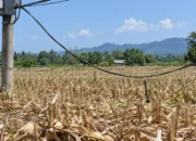 Kabel Terjuntai di Lahan Pertanian Peppa’e, Keselamatan Petani Dipertanyakan